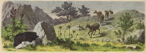 Piante e animali delle montagne dell