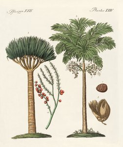 Piante dei paesi caldi