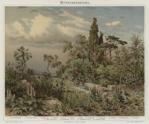 Piante del Mediterraneo da German School