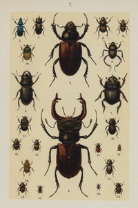 Tavola da The Young Beetle-Collector