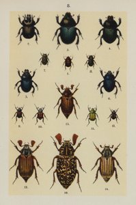 Tavola da The Young Beetle-Collector