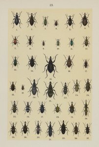 Tavola da The Young Beetle-Collector