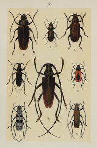 Tavola da The Young Beetle-Collector