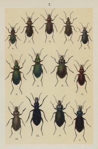 Tavola dal Manuale del Giovane Collezionista di Coleotteri