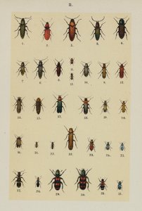 Tavola da The Young Beetle-Collector