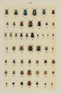 Tavola da The Young Beetle-Collector