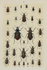 Tavola da The Young Beetle-Collector