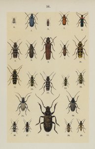Tavola da The Young Beetle-Collector