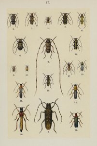 Tavola da The Young Beetle-Collector