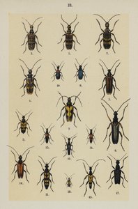 Tavola dal Manuale del Giovane Collezionista di Coleotteri