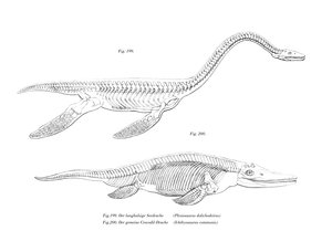 Plesiosauro da German School