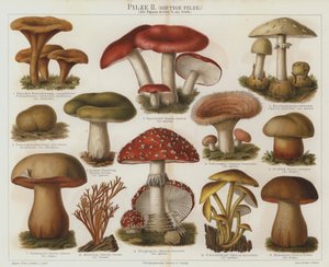 Funghi velenosi