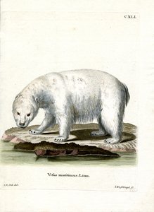 Orso polare