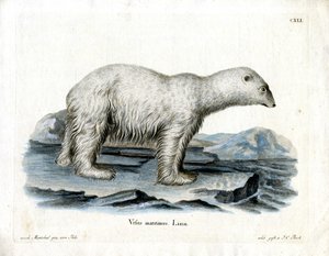 Orso polare