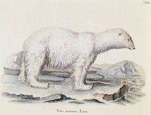 Orso polare (Ursus maritimus), da Mammiferi illustrati dalla Natura con descrizioni, di Johann Christian Daniel von Schreber (1739-1810), incisione di IC Bock dopo un disegno di Marechal, volume 3, tavola 141, Germania da German School