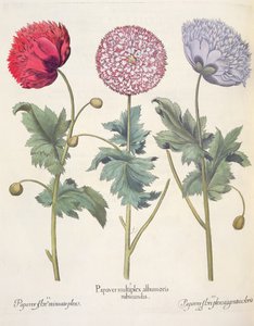 Papaveri, dal Hortus Eystettensis di Basil Besler, pub. 1613