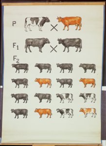 Poster che dimostra la legge di Mendel nei bovini da German School