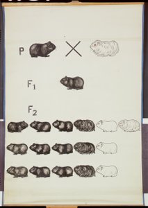 Poster che dimostra la legge di Mendel nei porcellini d