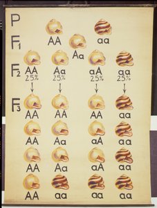 Poster delle lumache Cepea