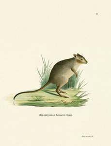 Potoroo