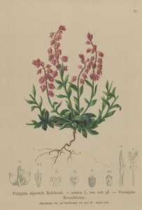 Polygala alpestris da German School