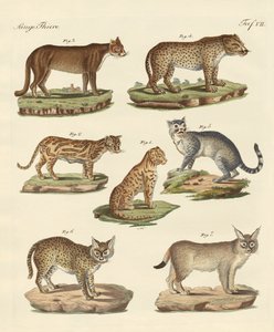 Predatori da tutte le parti del mondo da German School