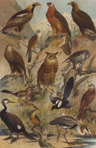 Uccelli predatori da German School