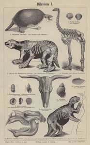 Animali preistorici da German School