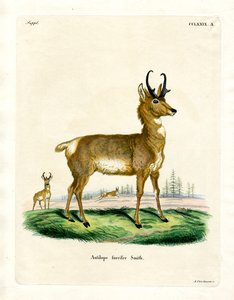 Antilope pronghorn