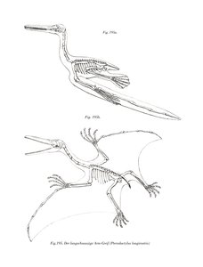 Pterodattilo da German School