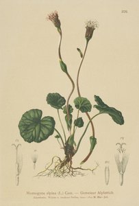 Farfara alpina