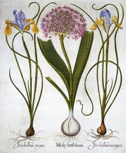Sensazione viola e iris spagnoli, da Hortus Eystettensis, di Basil Besler, pub. 1613 da German School