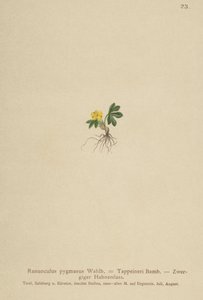 Ranuncolo pigmeo (Ranunculus pygmaeus, Ranunculus tappeineri, Ranunculus baerianus, Ranunculus pygmaeus var. langeanu)