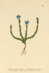 Genziana prostrata (Gentiana prostrata)