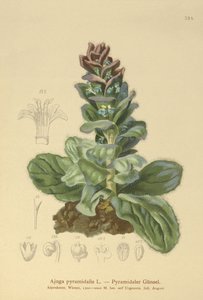 Bugola piramidale (Ajuga pyramidalis) da German School