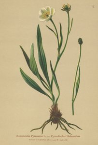 Ranuncolo pirenaico (Ranunculus pyrenaeus) da German School