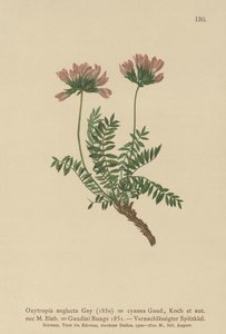 Astragalo pirenaico (Oxytropis neglecta, Oxytropis cyanea, Oxytropis gaudini, Oxytropis albana, Oxytropis caucasica, Oxytropis pyrenaica, Astragalus pyrenaicus) da German School