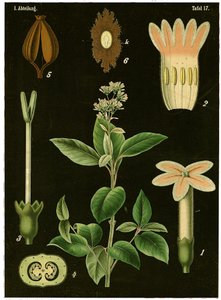 Albero della chinina (Cinchona Calisaya)