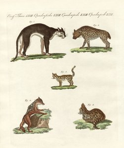 Animali rapaci da German School