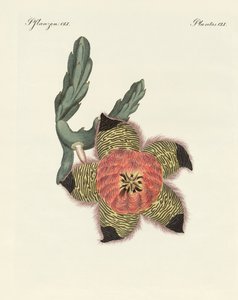 Piante rare africane
