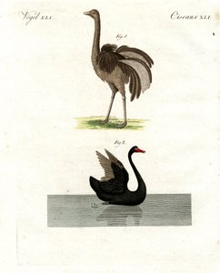 Uccelli rari da German School