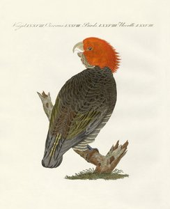 Uccelli rari da German School