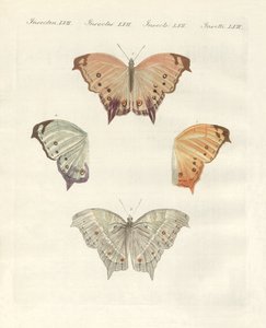 Farfalle rare da German School