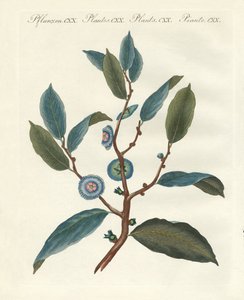 Piante ornamentali rare da German School
