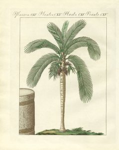 Alberi rari (incisione colorata) da German School