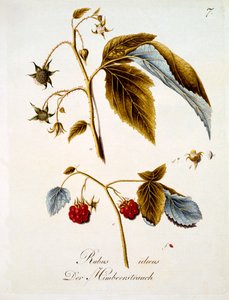 Lampone, illustrazione da un libro di fiori selvatici tedeschi di Johann Daniel von Reitter, pubblicato c.1803-5