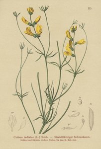 Ginestra raggiata (Cytisus radiatus, Cytisanthus radiatus, Genista radiata)