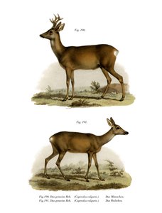 Cervo rosso, 1860 da German School