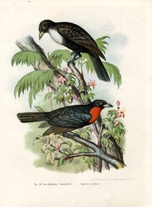 Corvo fruttato rosso, 1864 da German School