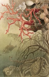 Corallo rosso, tavola da Brehms Tierleben: Allgemeine Kunde des Tierreichs, vol.10, p.608, pubblicato da Bibliographisches Institut da German School